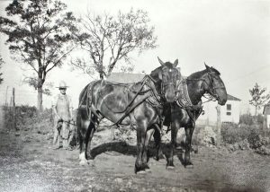 Mr. Jauernig with horses