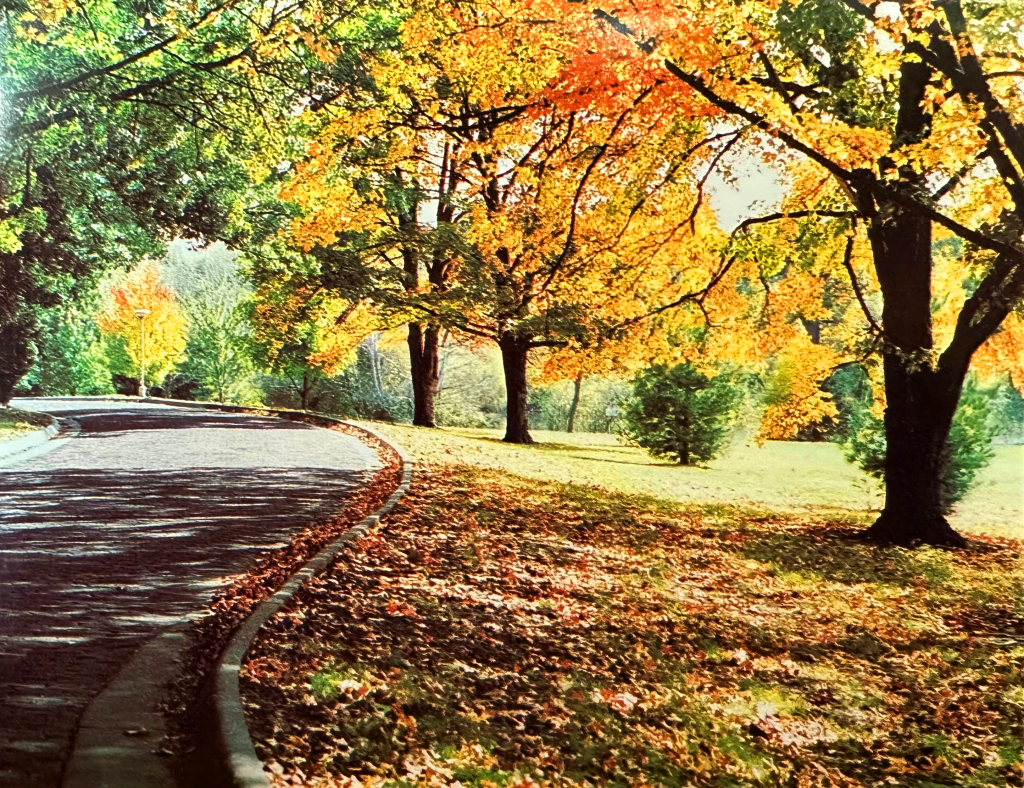 picture of trees in autumn on the SCL campus